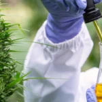 שמן CBD מומלץ לאישה